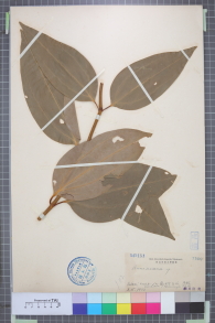 Specimen thumbnail
